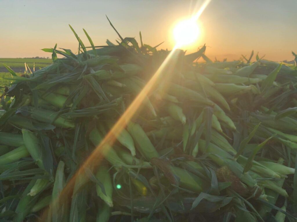Sweet corn in field